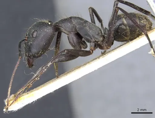 Camponotus fornasinii specimen