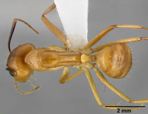 Camponotus fragilis specimen