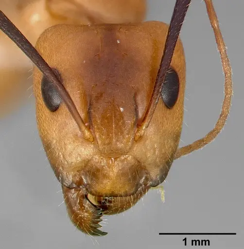 Camponotus fragilis specimen