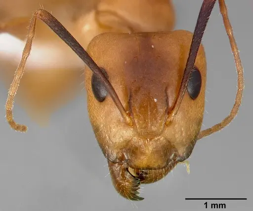 Camponotus fragilis specimen