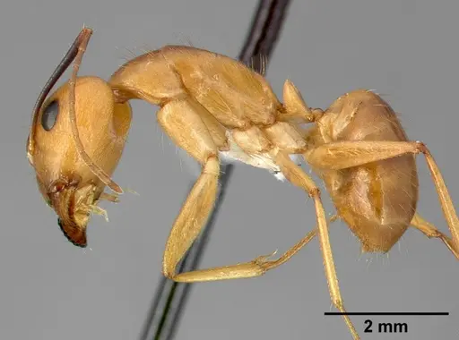 Camponotus fragilis - CASENT0005344