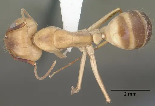 Camponotus fragilis - CASENT0102792