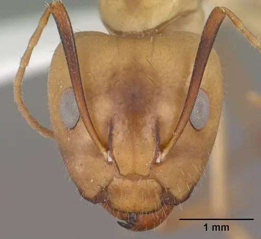 Camponotus fragilis - CASENT0102792