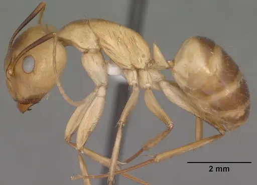 Camponotus fragilis - CASENT0102792