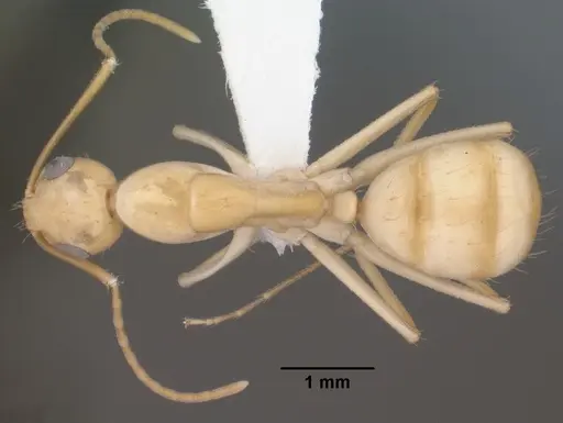 Camponotus fragilis - CASENT0102793