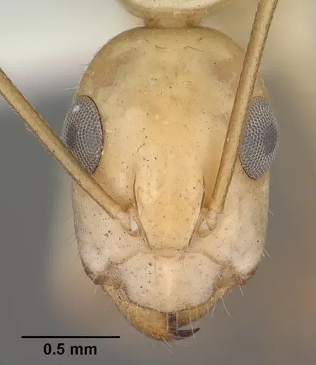 Camponotus fragilis - CASENT0102793