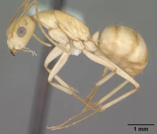 Camponotus fragilis - CASENT0102793