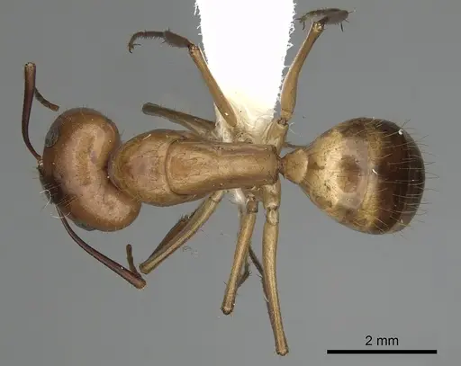 Camponotus fragilis - CASENT0280027