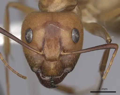 Camponotus fragilis - CASENT0280027