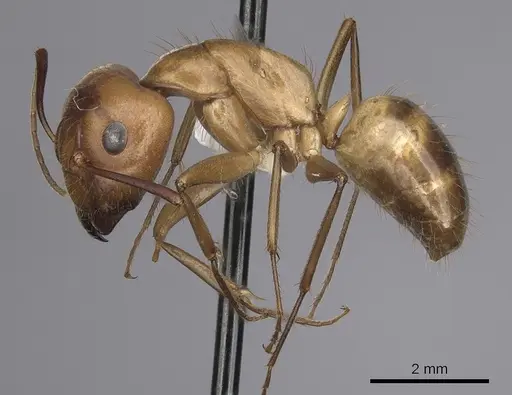 Camponotus fragilis - CASENT0280027