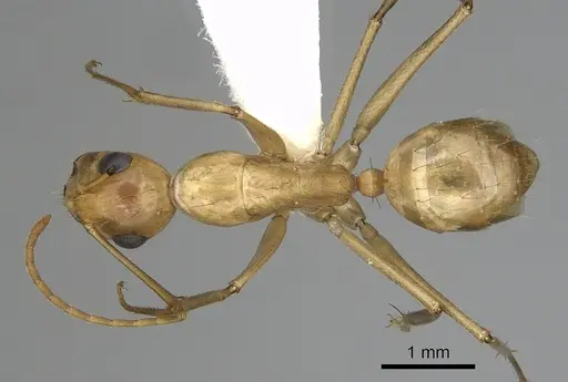 Camponotus fragilis - CASENT0280028