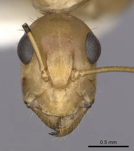 Camponotus fragilis - CASENT0280028