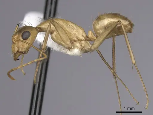 Camponotus fragilis - CASENT0280028