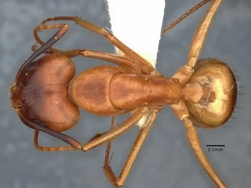 Camponotus fragilis - CASENT0882188