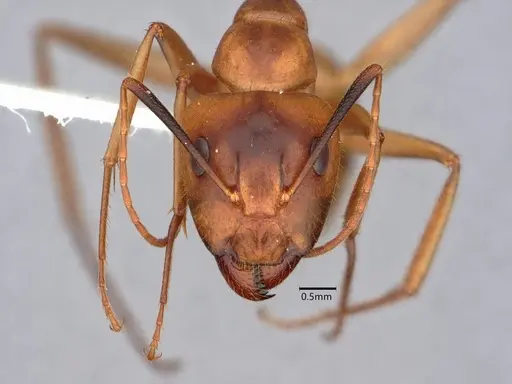 Camponotus fragilis - CASENT0882188