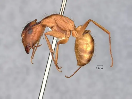 Camponotus fragilis - CASENT0882188