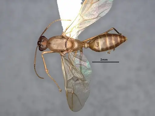 Camponotus fragilis - CASENT0884381