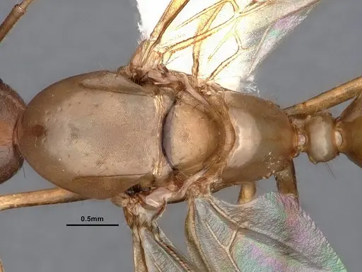 Camponotus fragilis - CASENT0884381