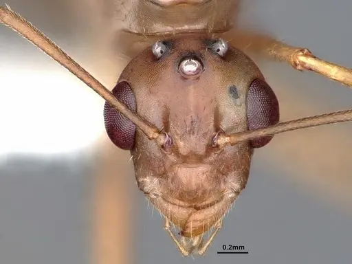 Camponotus fragilis - CASENT0884381
