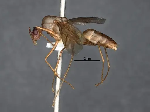 Camponotus fragilis - CASENT0884381