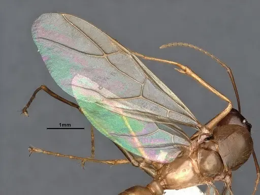 Camponotus fragilis - CASENT0884381