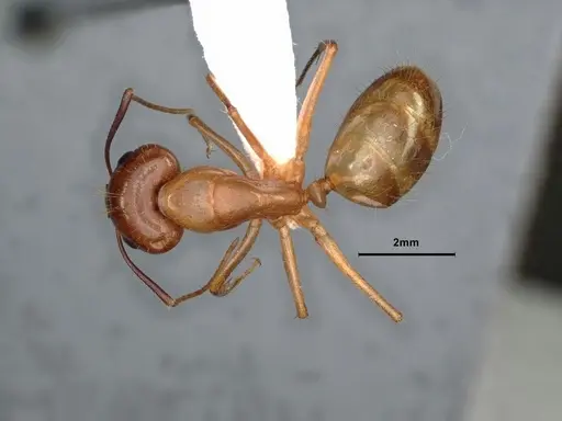 Camponotus fragilis - CASENT0886858