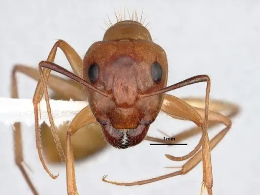 Camponotus fragilis - CASENT0886858