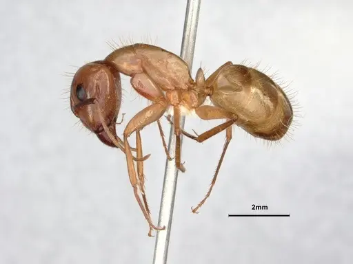 Camponotus fragilis - CASENT0886858