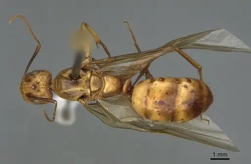 Camponotus fragilis - CASENT0923689