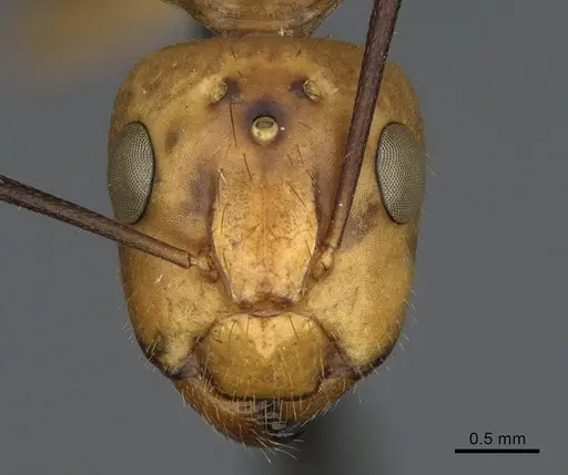 Camponotus fragilis - CASENT0923689