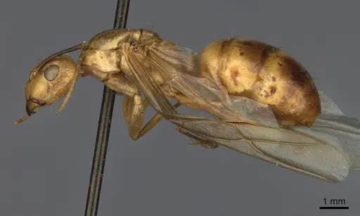 Camponotus fragilis - CASENT0923689