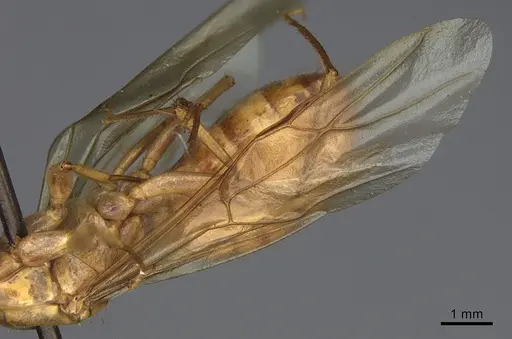 Camponotus fragilis - CASENT0923689