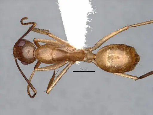 Camponotus fragilis - CASENT4031317