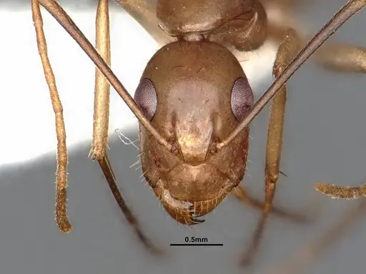 Camponotus fragilis - CASENT4031317