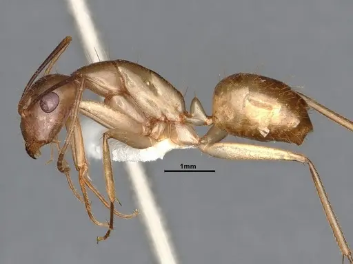 Camponotus fragilis - CASENT4031317