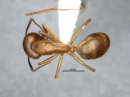 Camponotus fragilis - CASENT4031438