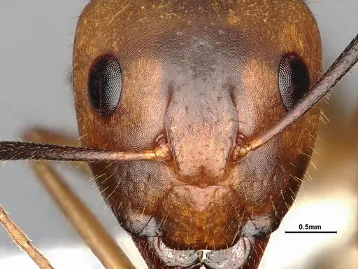 Camponotus fragilis - CASENT4031438