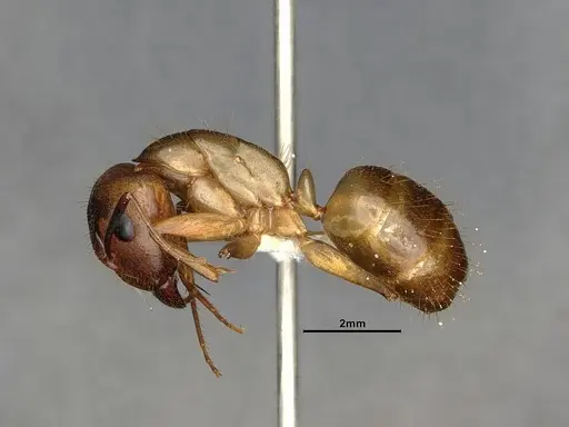 Camponotus fragilis - CASENT4031438