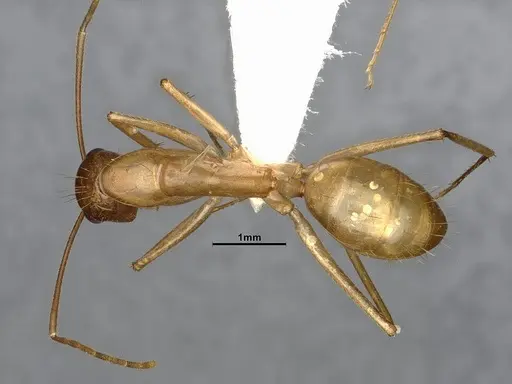 Camponotus fragilis - CASENT4031439