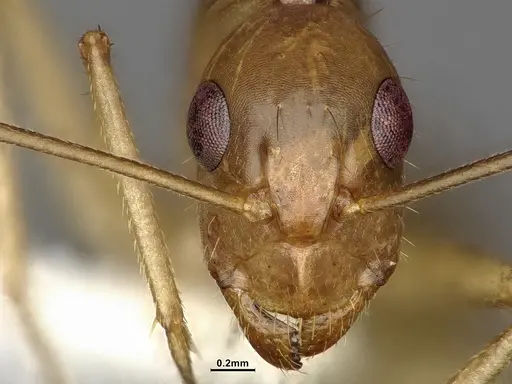 Camponotus fragilis - CASENT4031439