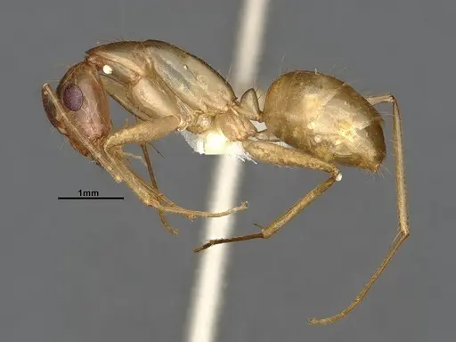 Camponotus fragilis - CASENT4031439