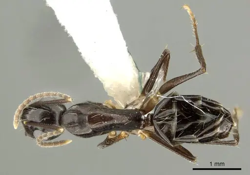 Camponotus fraseri specimen