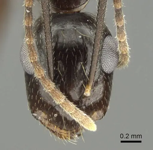 Camponotus fraseri specimen