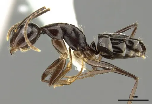 Camponotus fraseri specimen