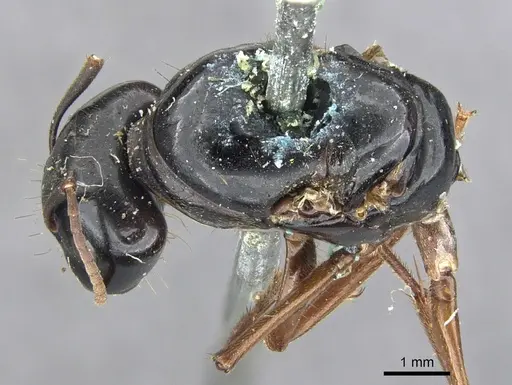 Camponotus friedae specimen