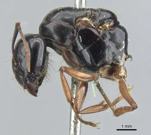 Camponotus friedae specimen