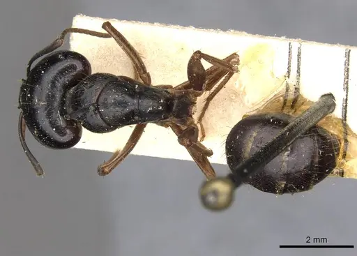 Camponotus friedae - CASENT0910282