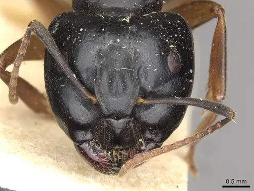 Camponotus friedae - CASENT0910282