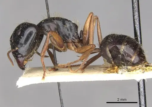 Camponotus friedae - CASENT0910282