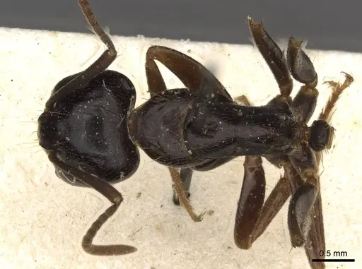 Camponotus friedae - CASENT0910283